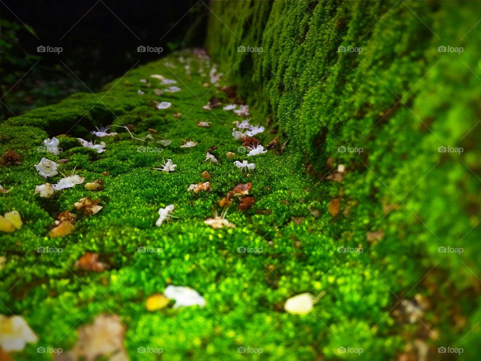tiny flowers in the grass : This photo is taken i a landscape mode to make a view for the audience the tiniest look of the nature in a great way.