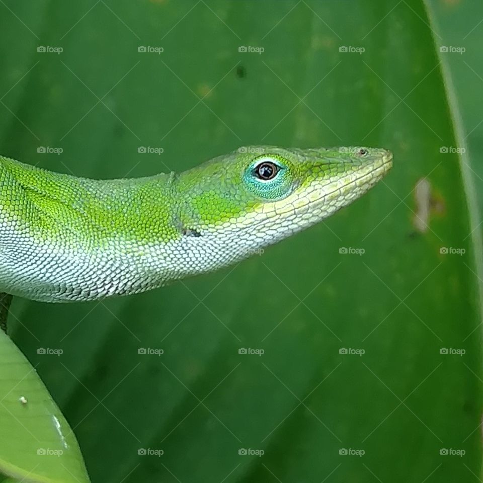 Reptile, Lizard, Nature, Wildlife, No Person