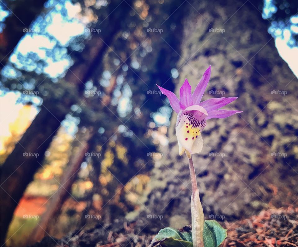 Wild Orchid Fairy Slipper
