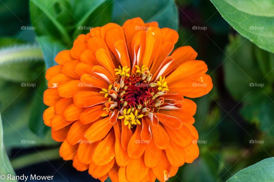 Nature, No Person, Summer, Flora, Leaf