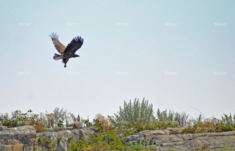 Seaeagle in the air