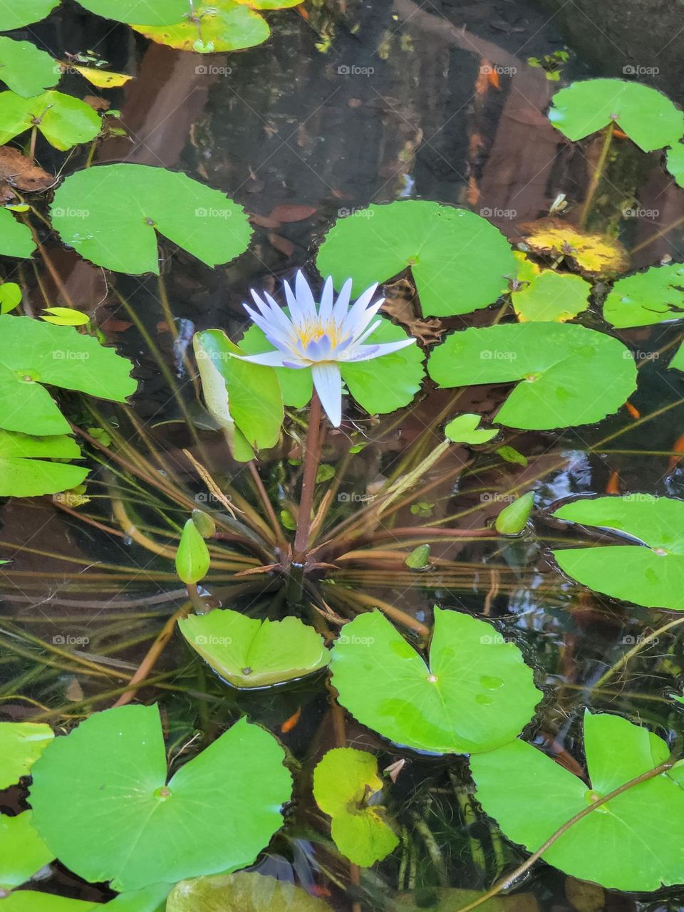 Purple lotus blooms