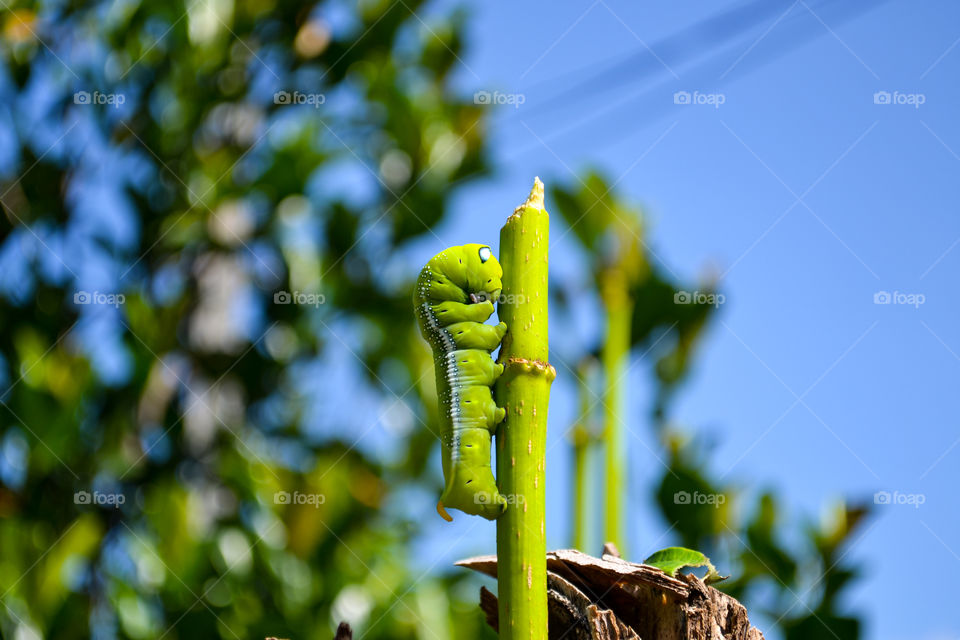 Moth caterpillar perching on branch