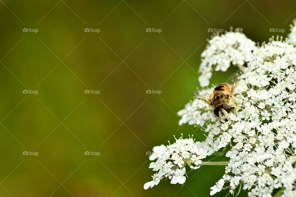 Bee on a white flower. Closeup with blurry green background