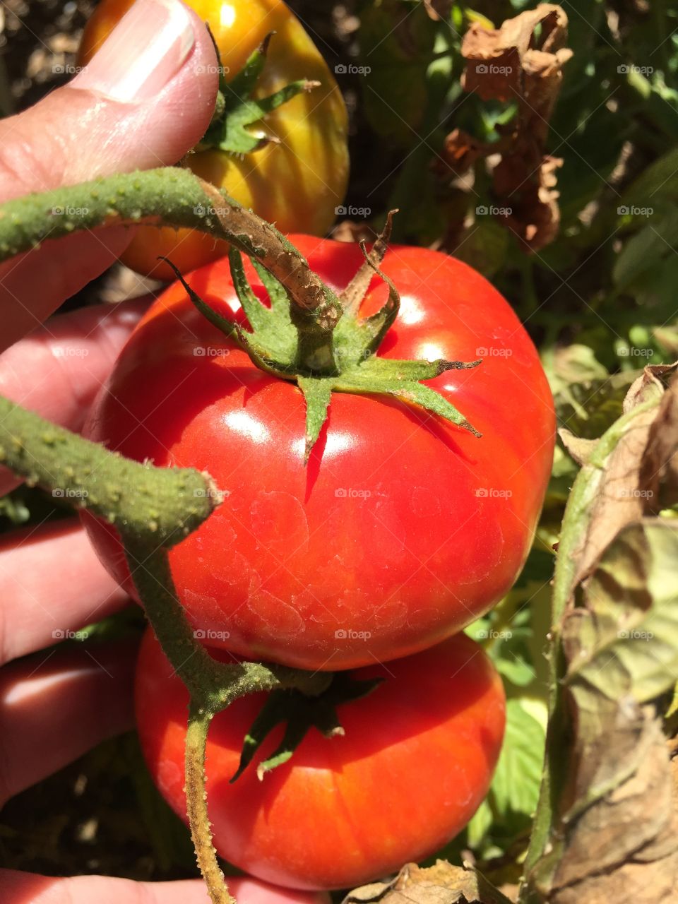 Tomato close up