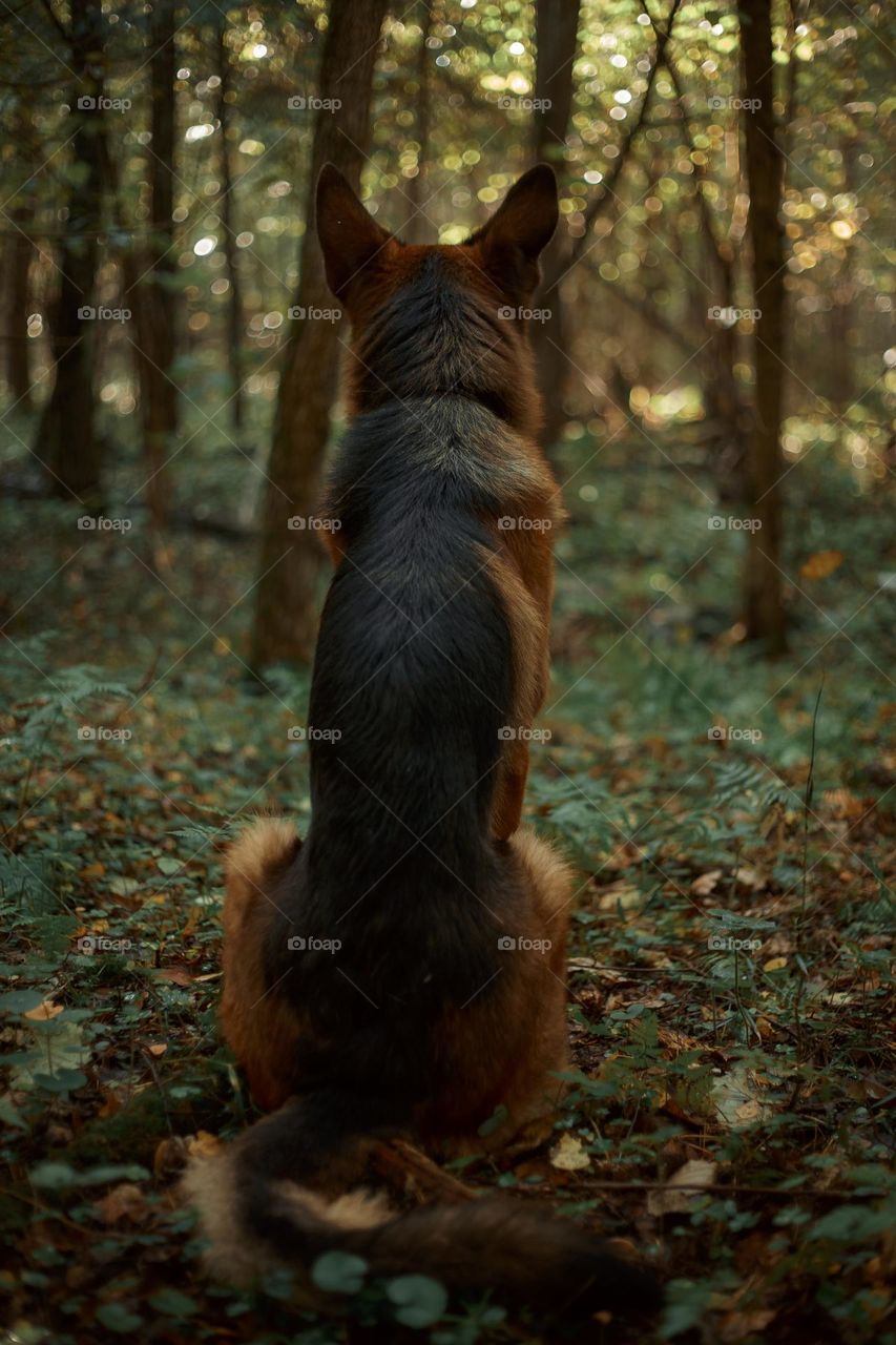 German shepherd dog outdoor portrait 