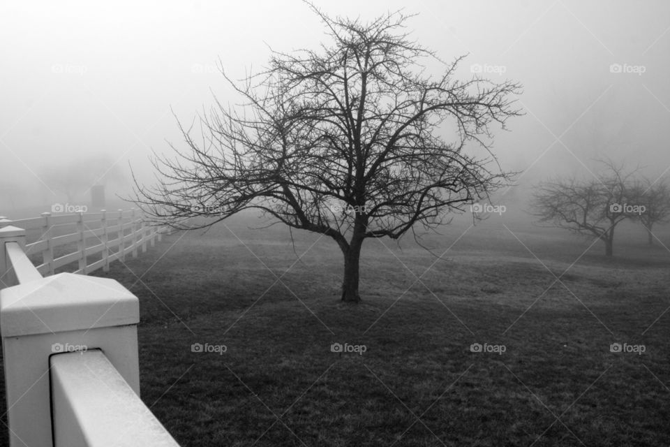 Alone. fog on the golf course