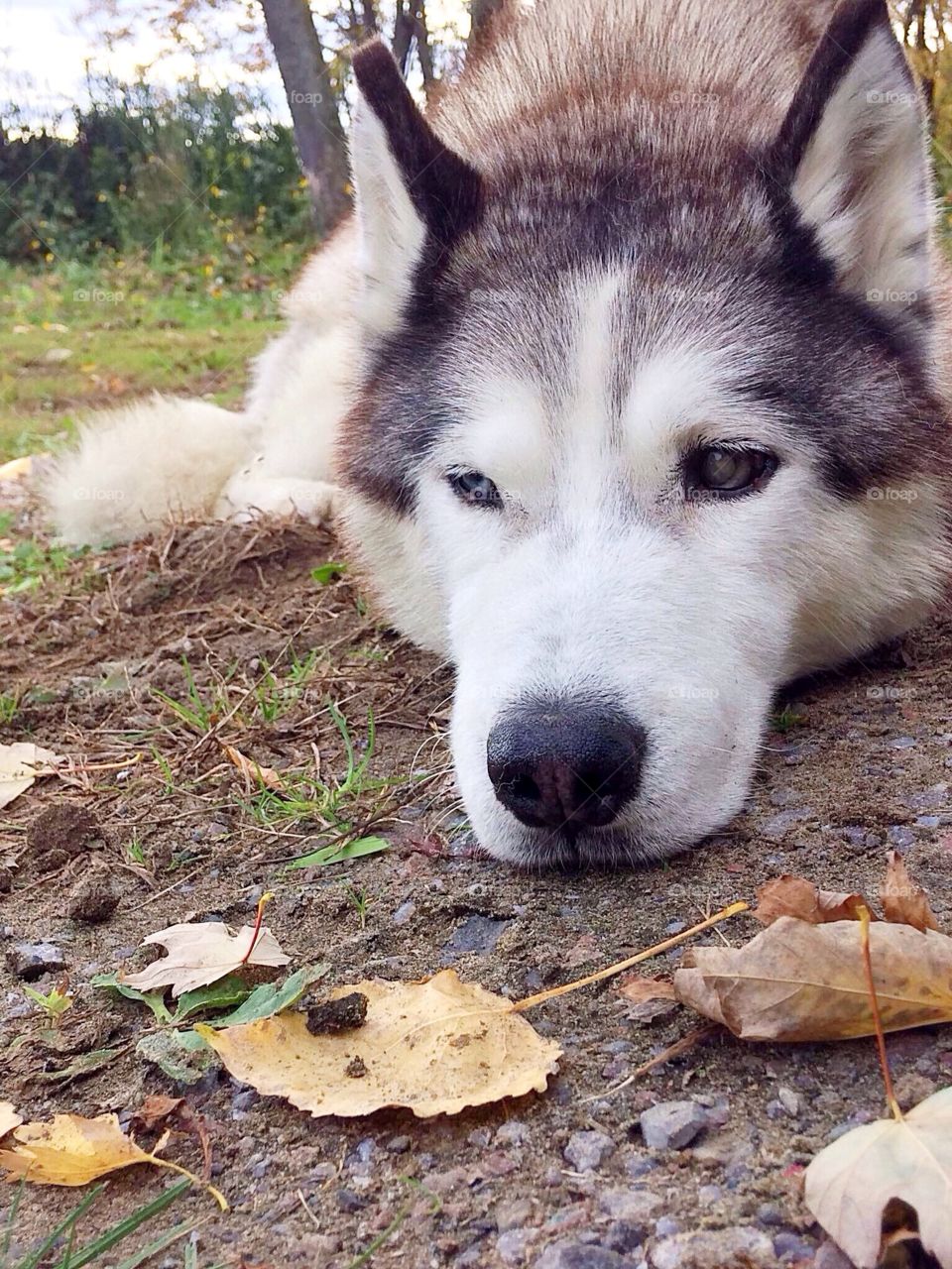 Incredible Husky Dogs