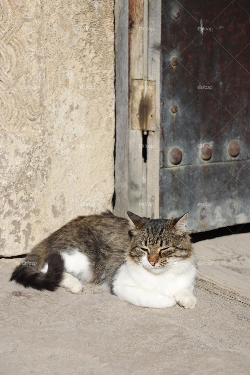 A cat taking a nap at the door of a church 