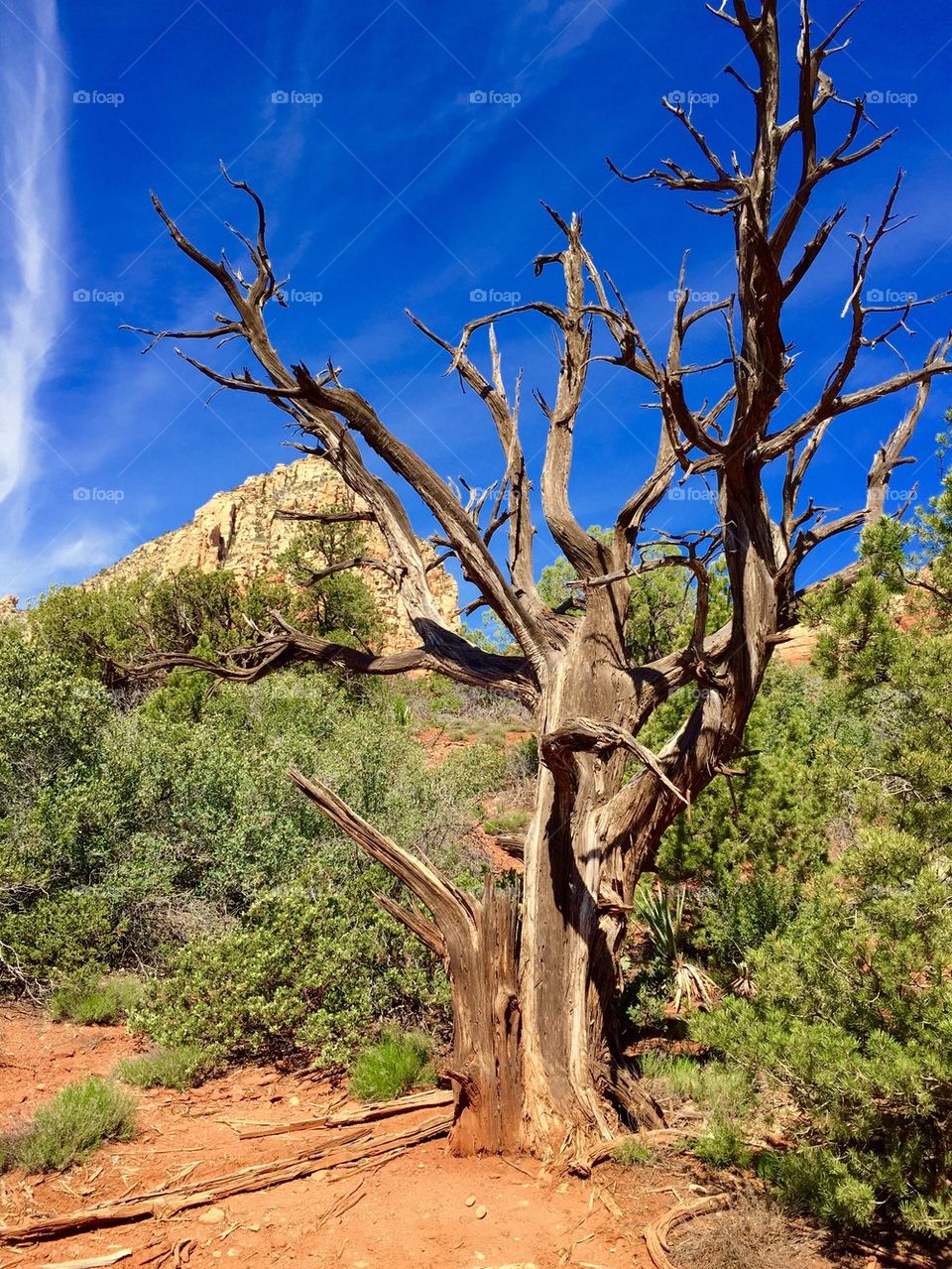 Red Rocks Sedona