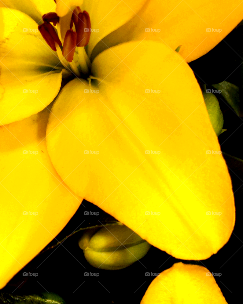Yellow Flower