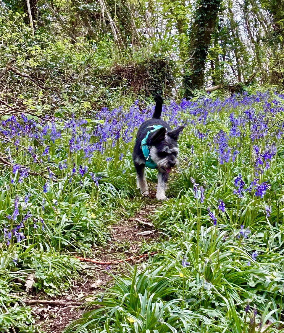 Dog and bluebells