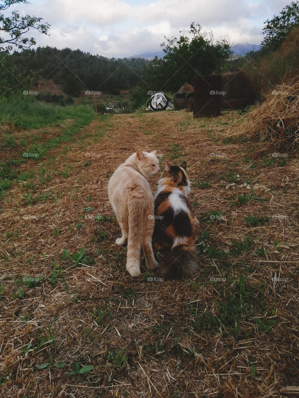 Cats in nature