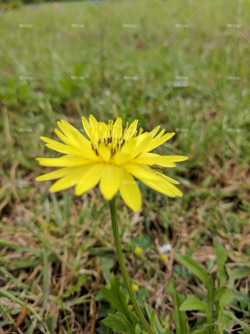 Pyrrhopappus carolinianus