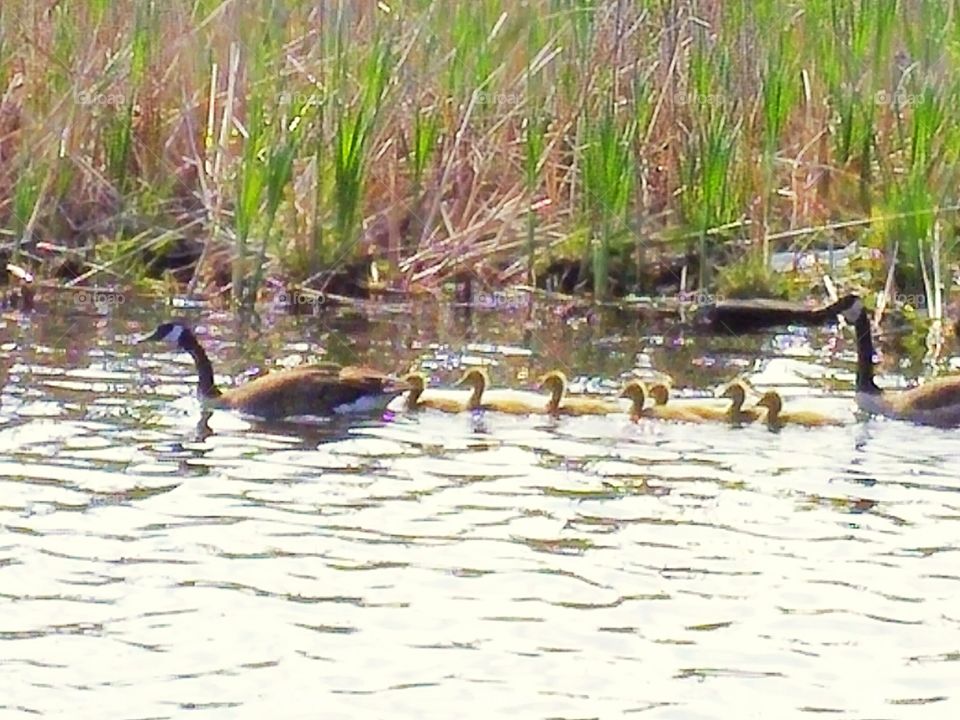 Geese family