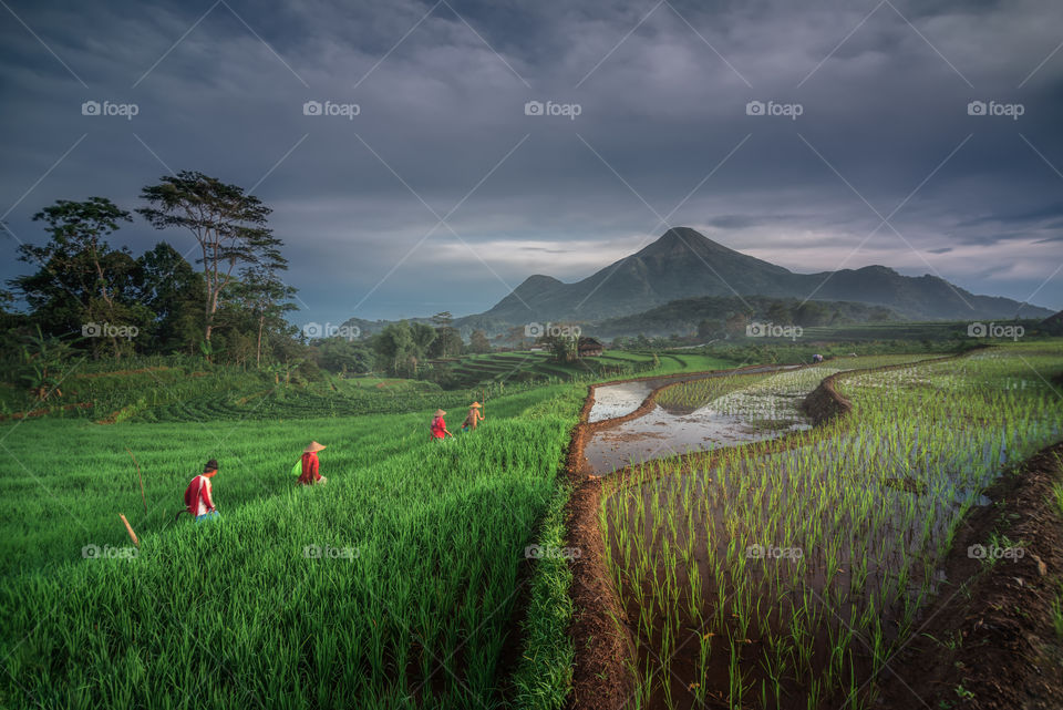 cloudy morning in selotapak rice terraces