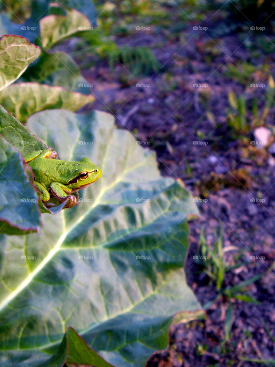 European tree frog is ready for jump