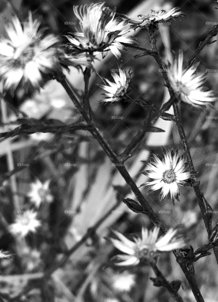 beautiful flowers in shades of grey