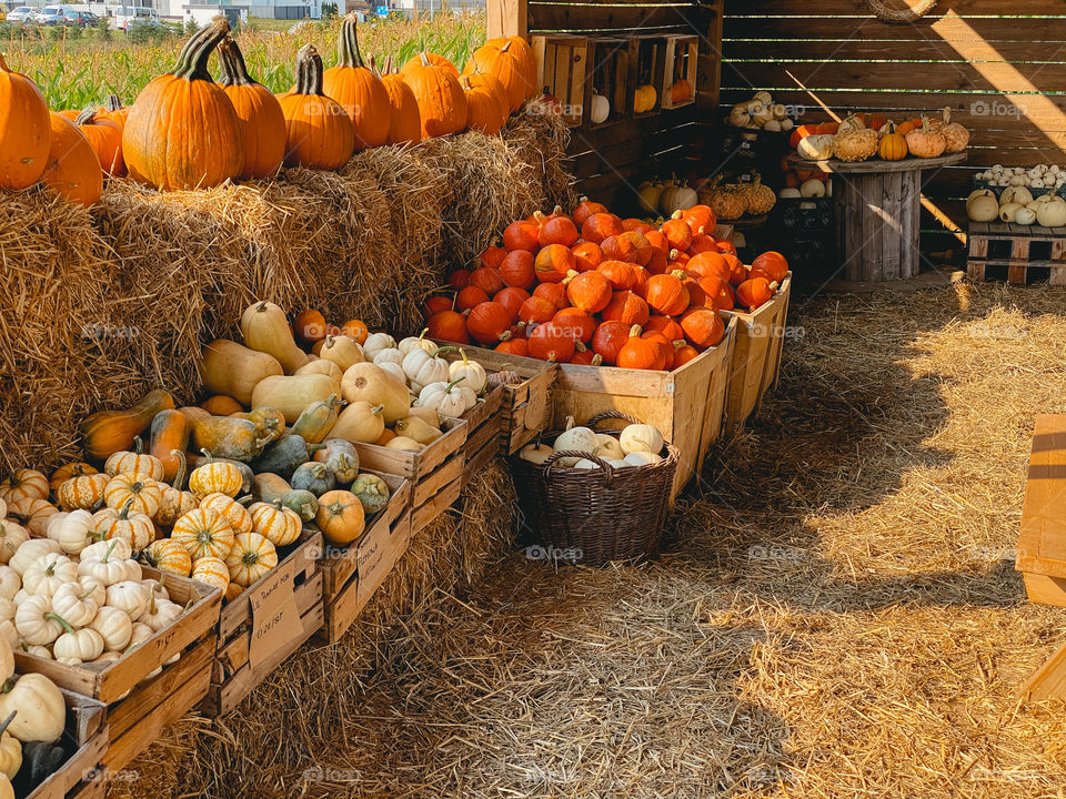 Pumpkins