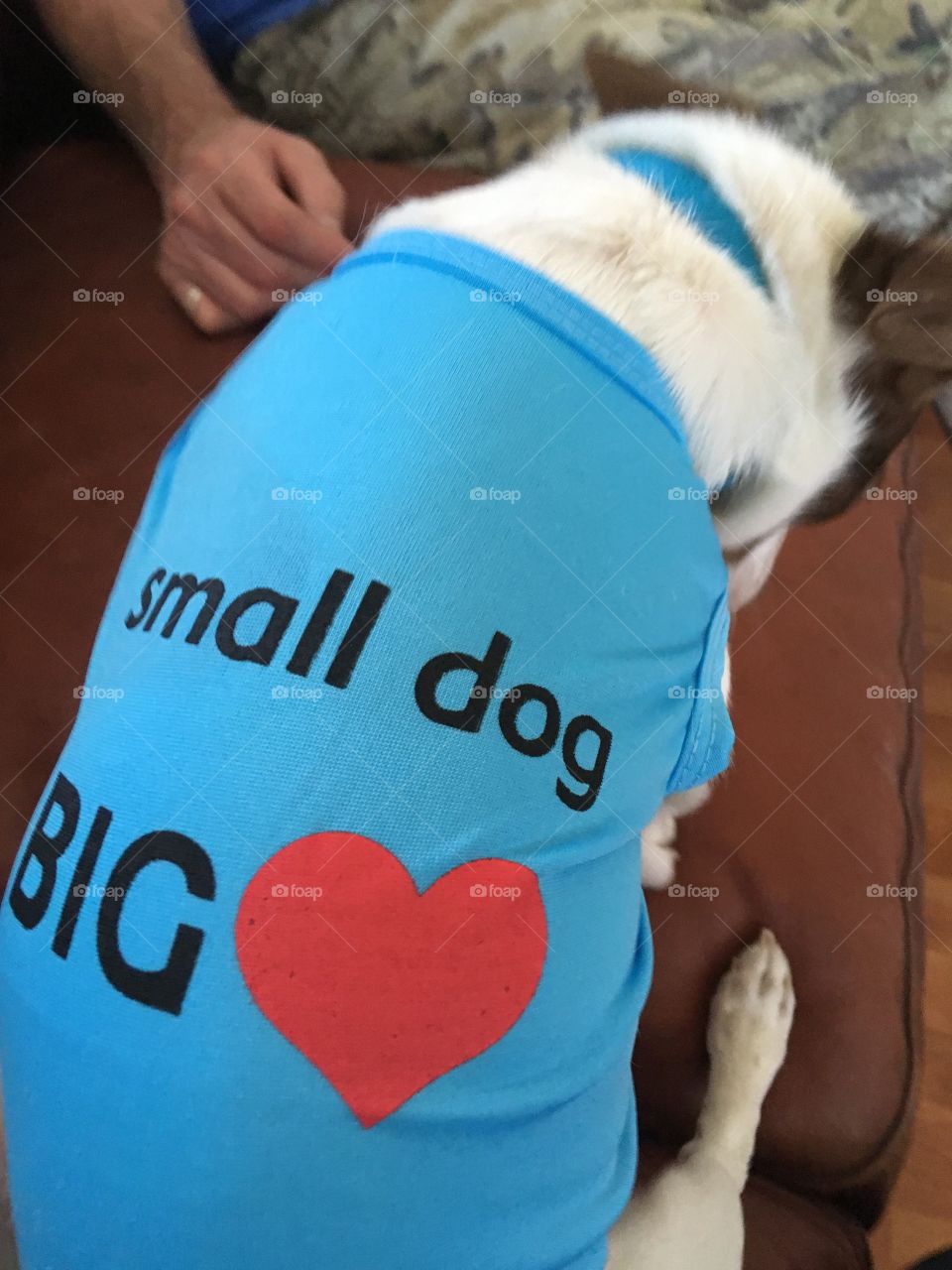 New shirt for this little guy! Just fits perfectly small dog big heart! Got it from my favorite place to shop.