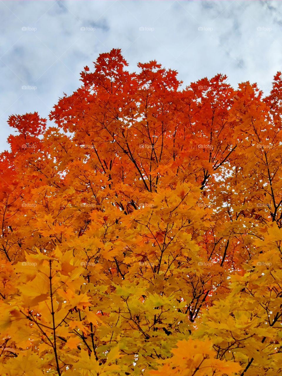 Yellow, orange, and red maple leaves in October
