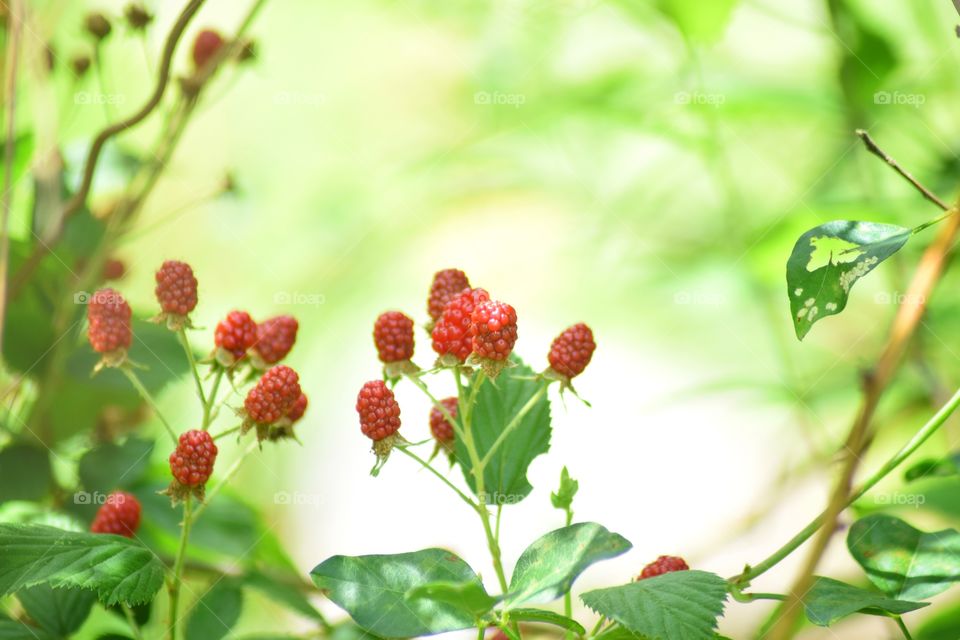 backlit raspberries in sunshine