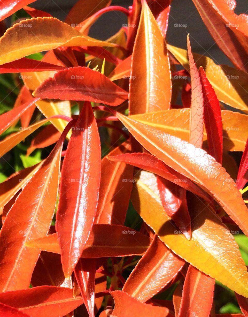 Leaves