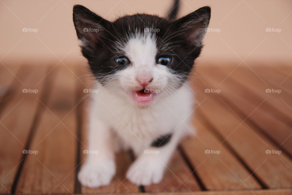 close up of kitten meowing