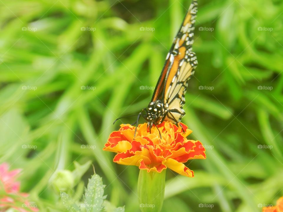 Nature, Butterfly, Summer, Insect, Garden