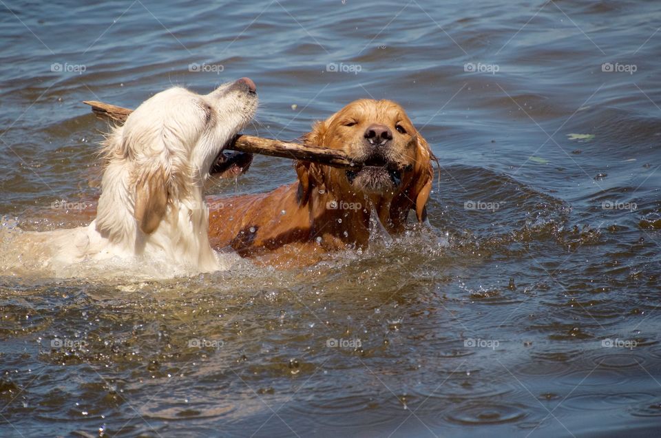 These two Golden retrievers getting in some stick time. Nothing like a lake and a stick to keep these two busy!!