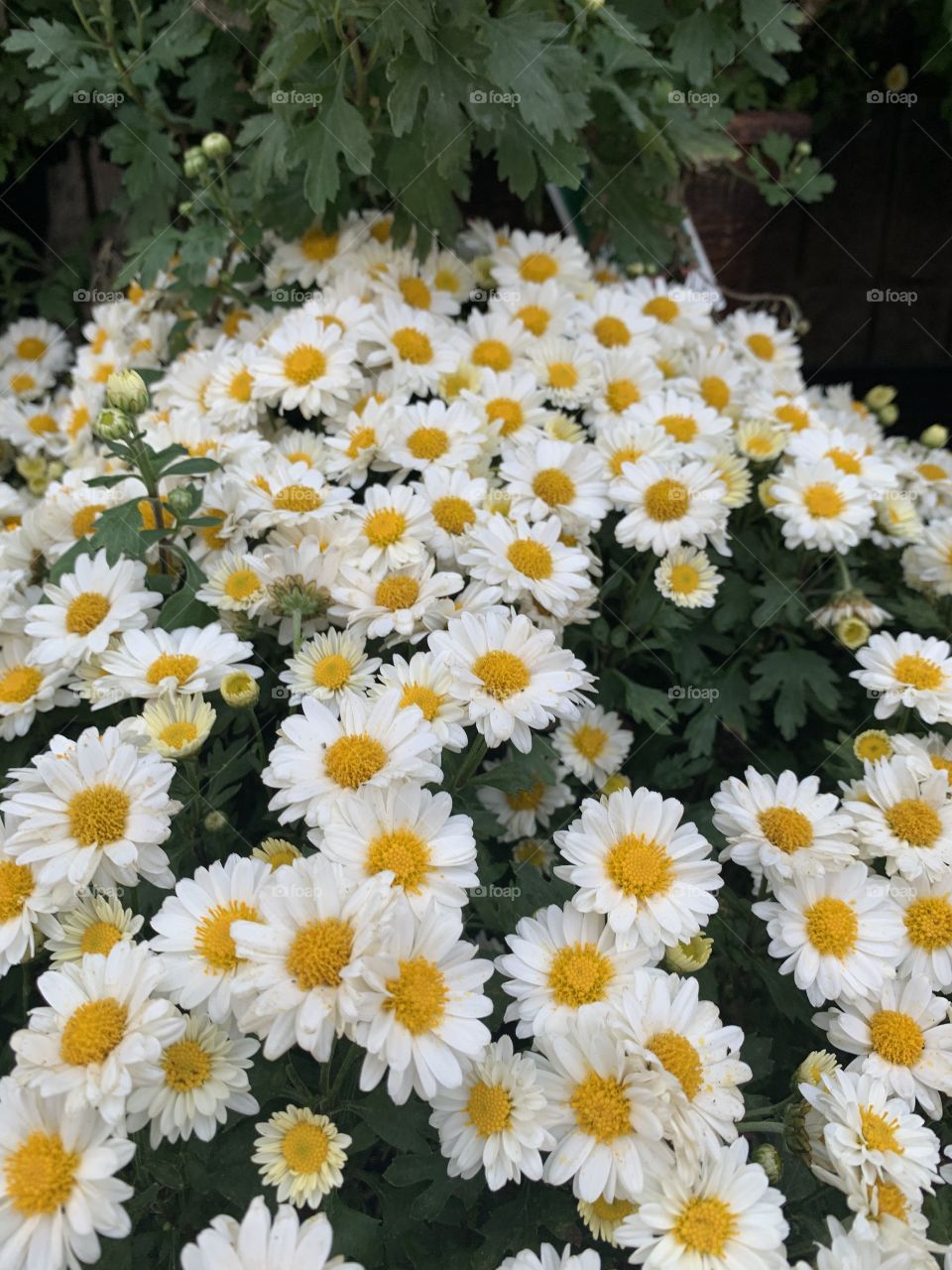 Garden of daisies- pop of color , white , yellow and green