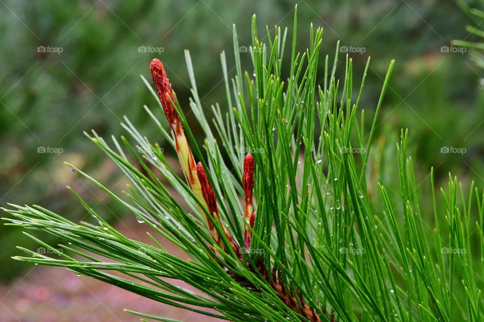 Pine needles