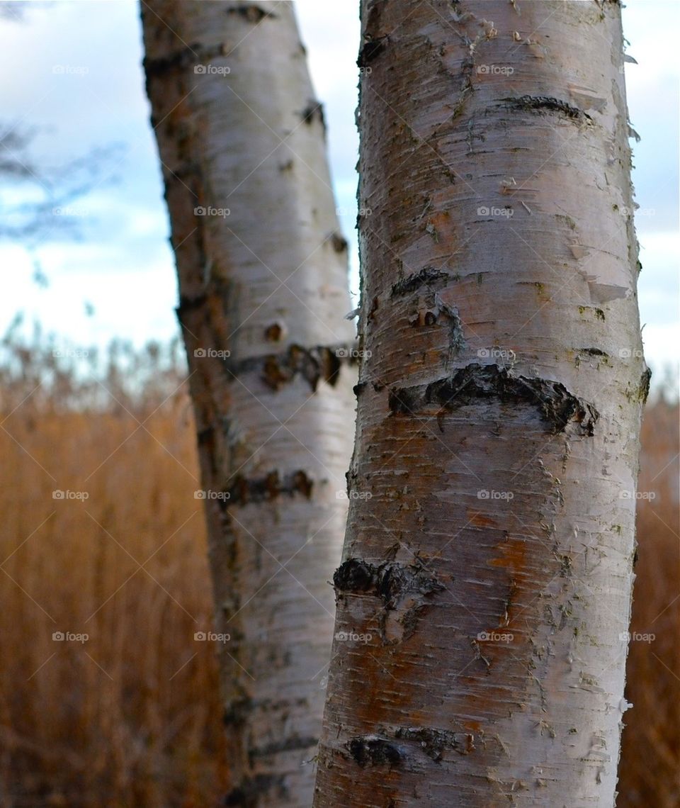 Birches, trees