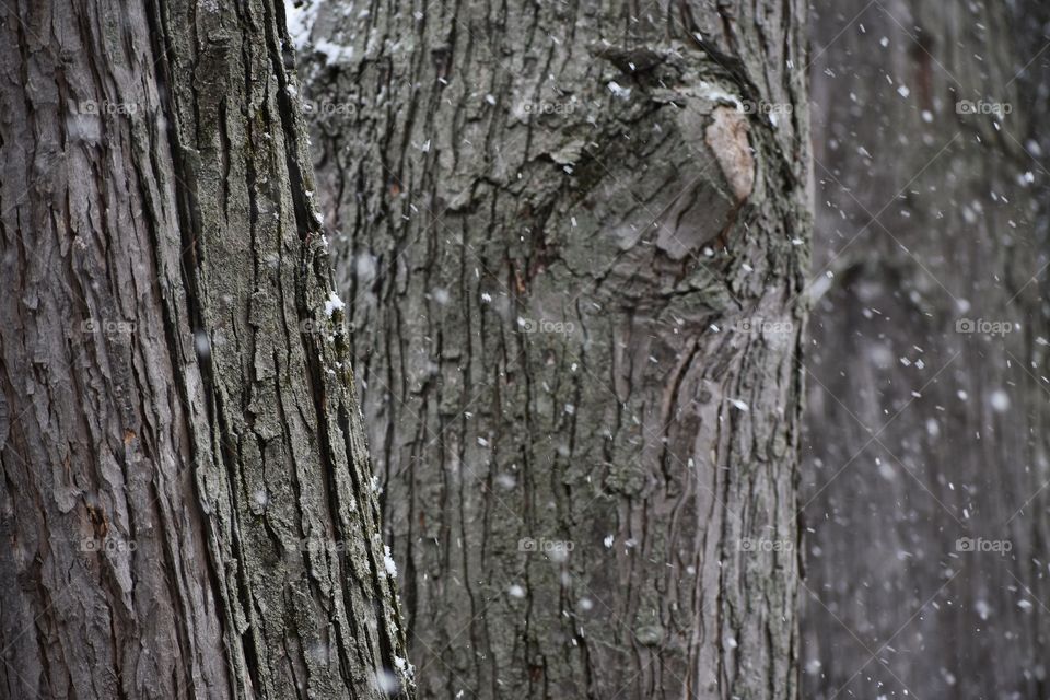 Snowy scene in woods abstract background texture 