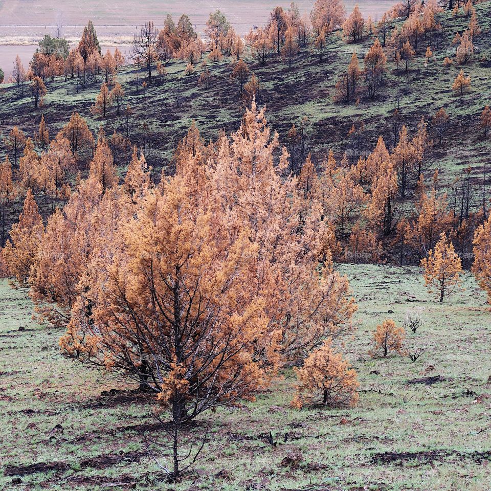 Wild grasses on a hillside began to grow again in spring contrasting with the juniper trees that are orange due to a fire the previous year. 