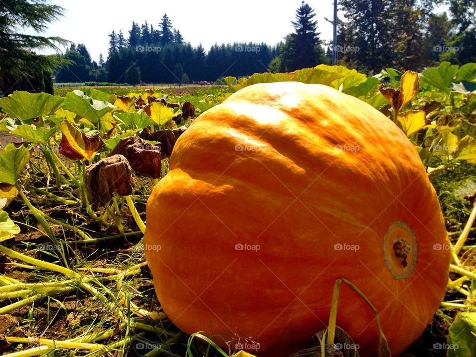 Huge pumpkin 