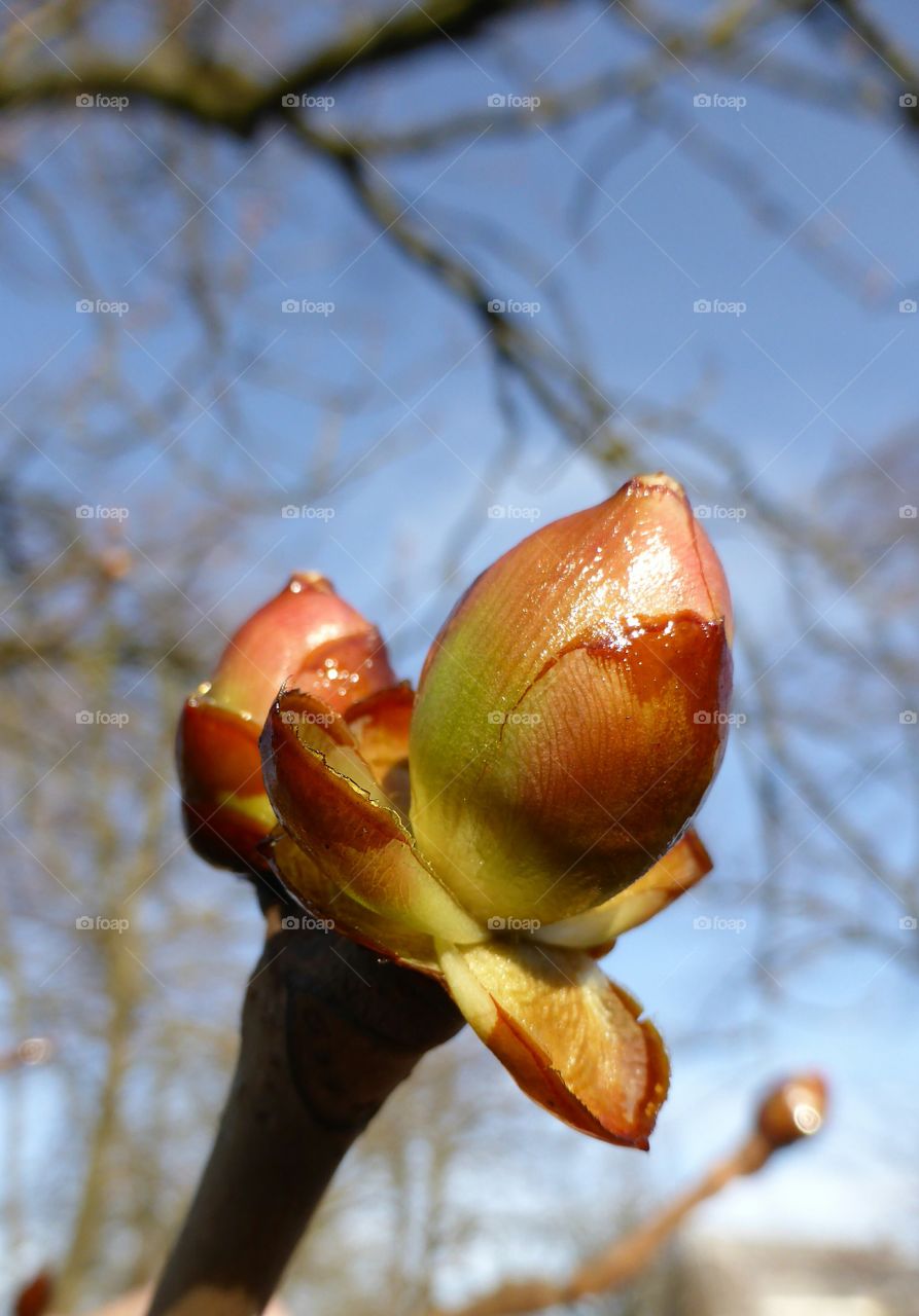 Close-up of bud