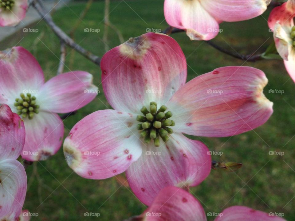 Dogwood