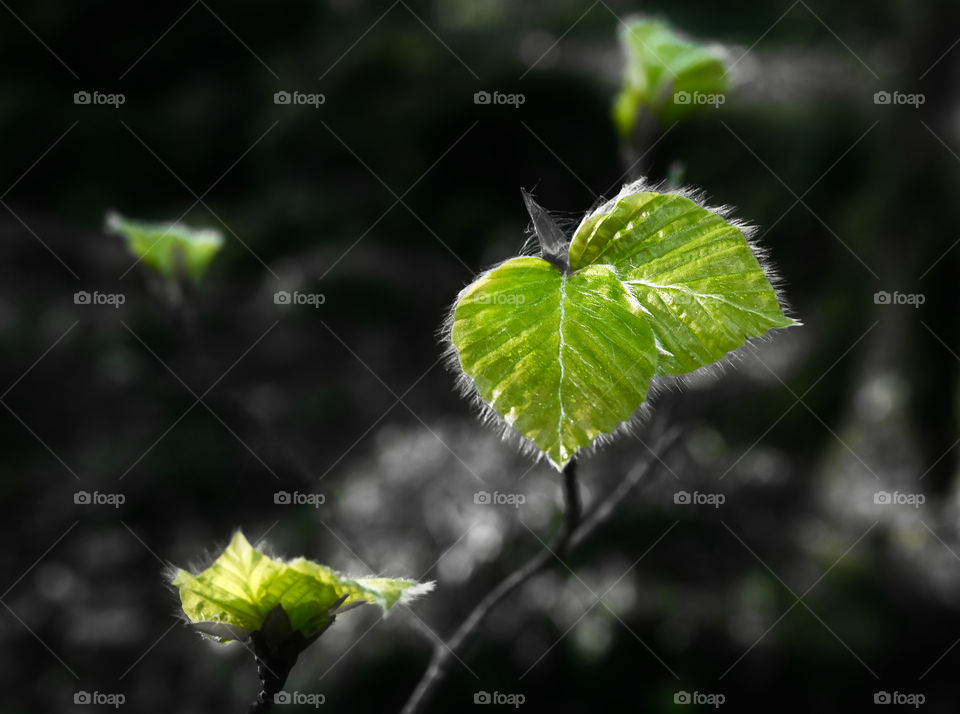 Green leaf under sunlight in the woods