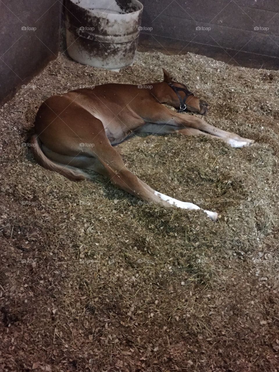 Rough day learning to walk!