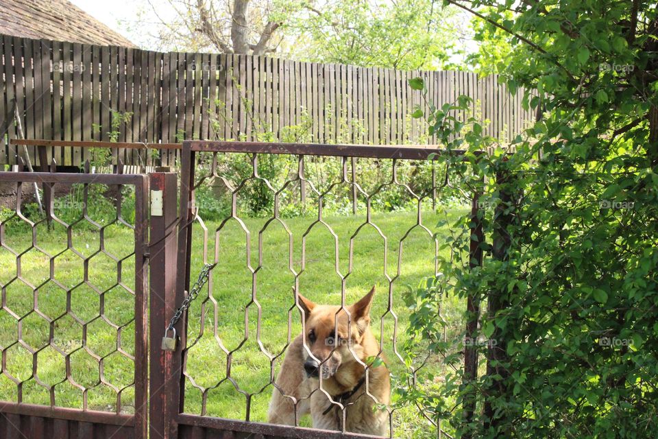 Dog and countryside 💚🐕