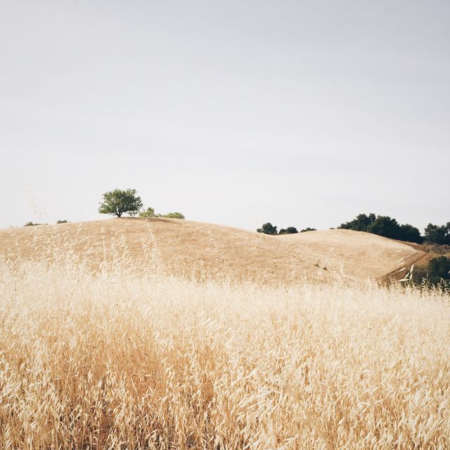 Fields of gold
