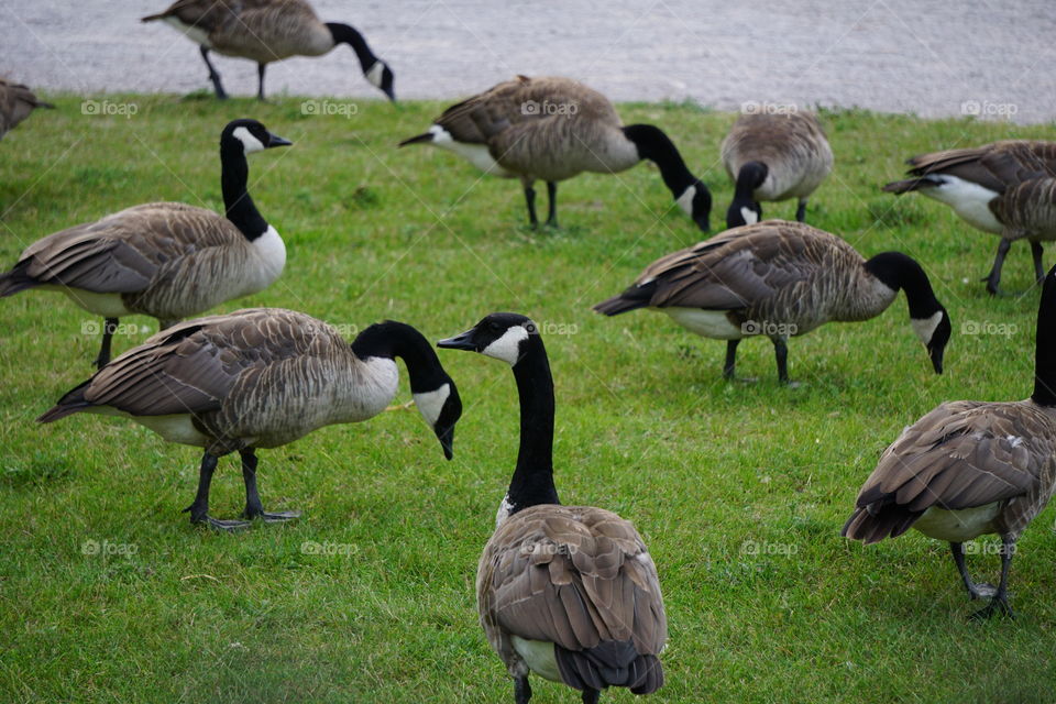 Duck, duck, goose! 🦆