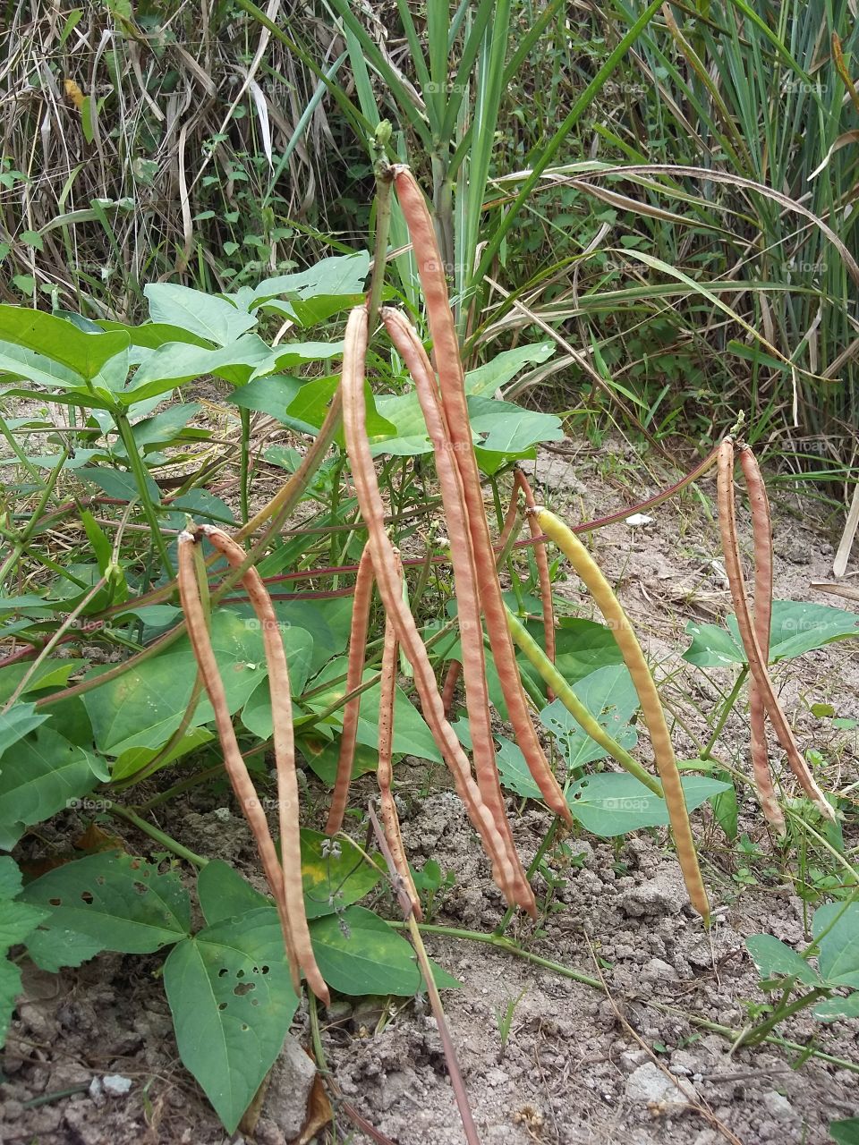 Beanstalk in Northeast Brazil