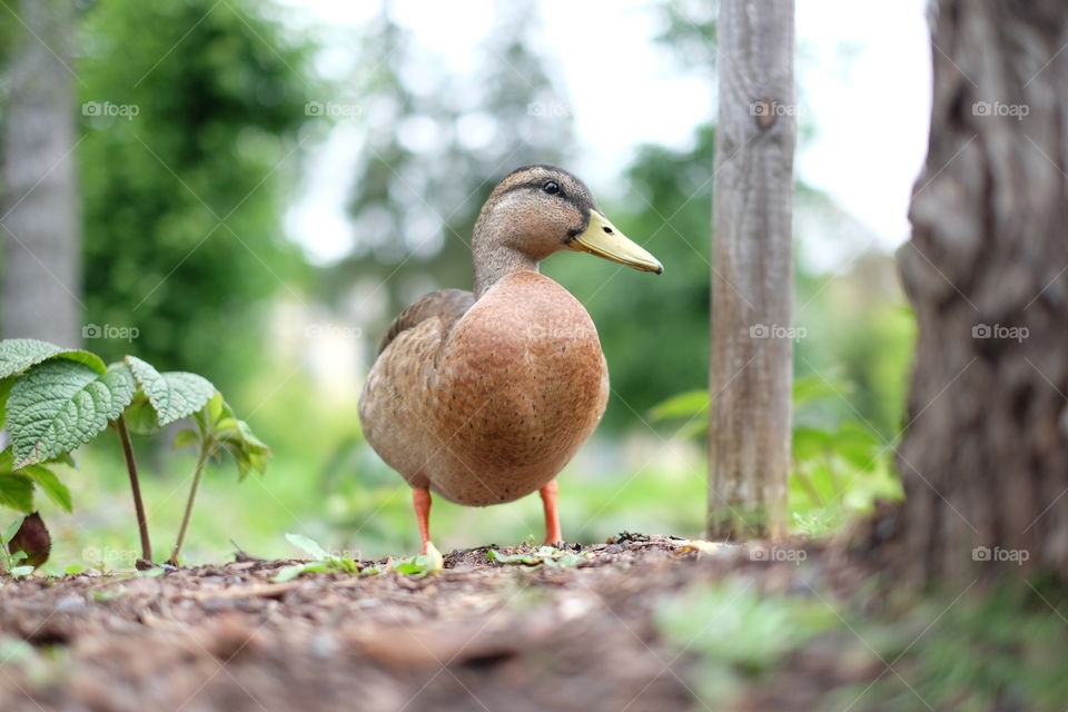 Mallard