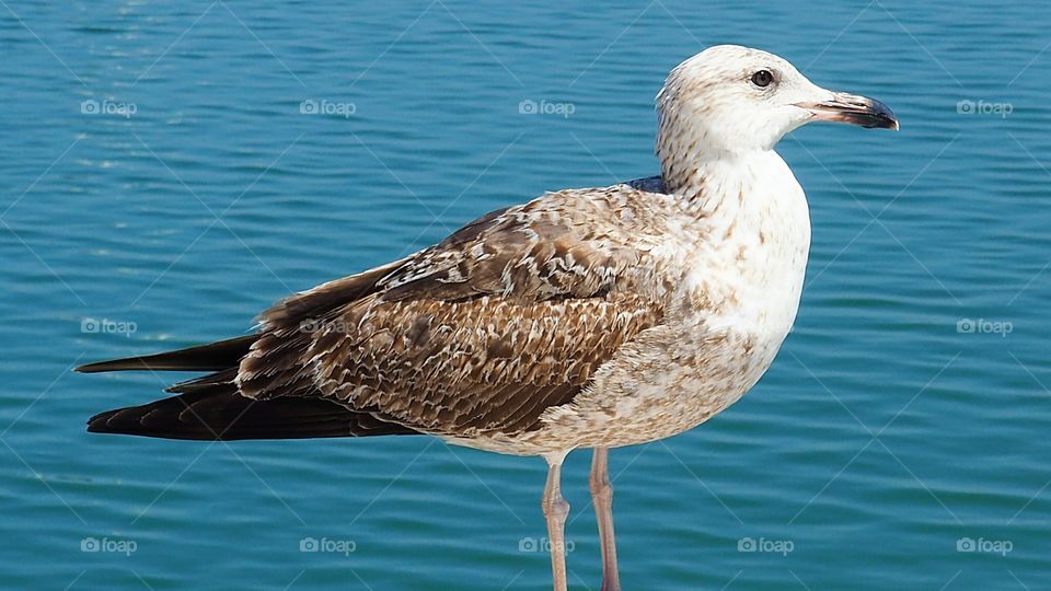 Seagull