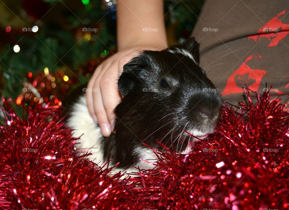 Close-up of person holding guinea pig near tinsel