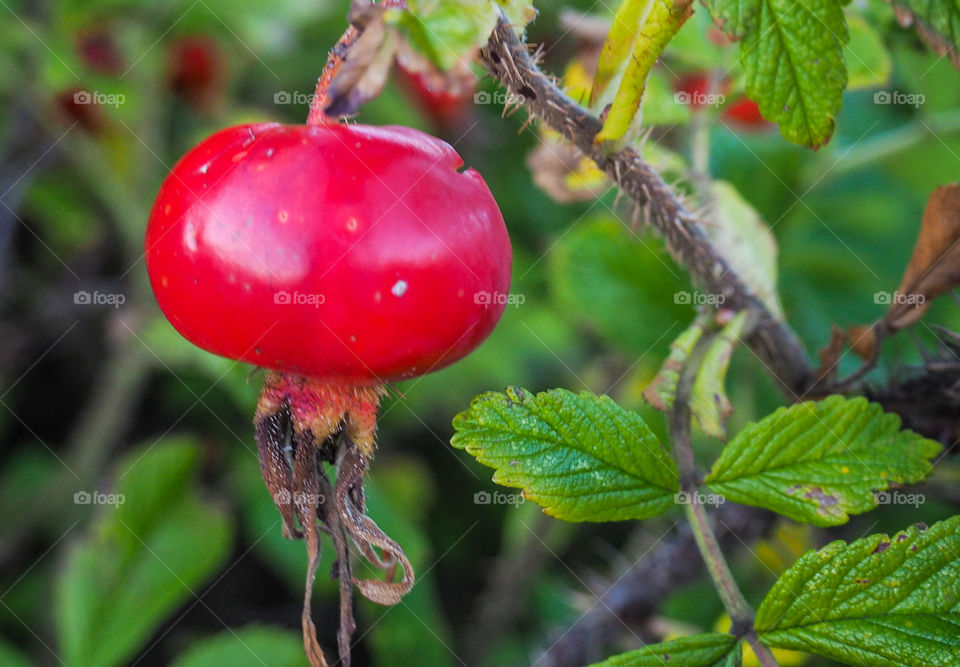 Red rose-hip. 