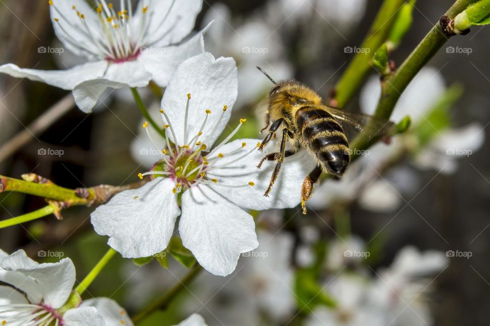 Spring. Flight of a bee.