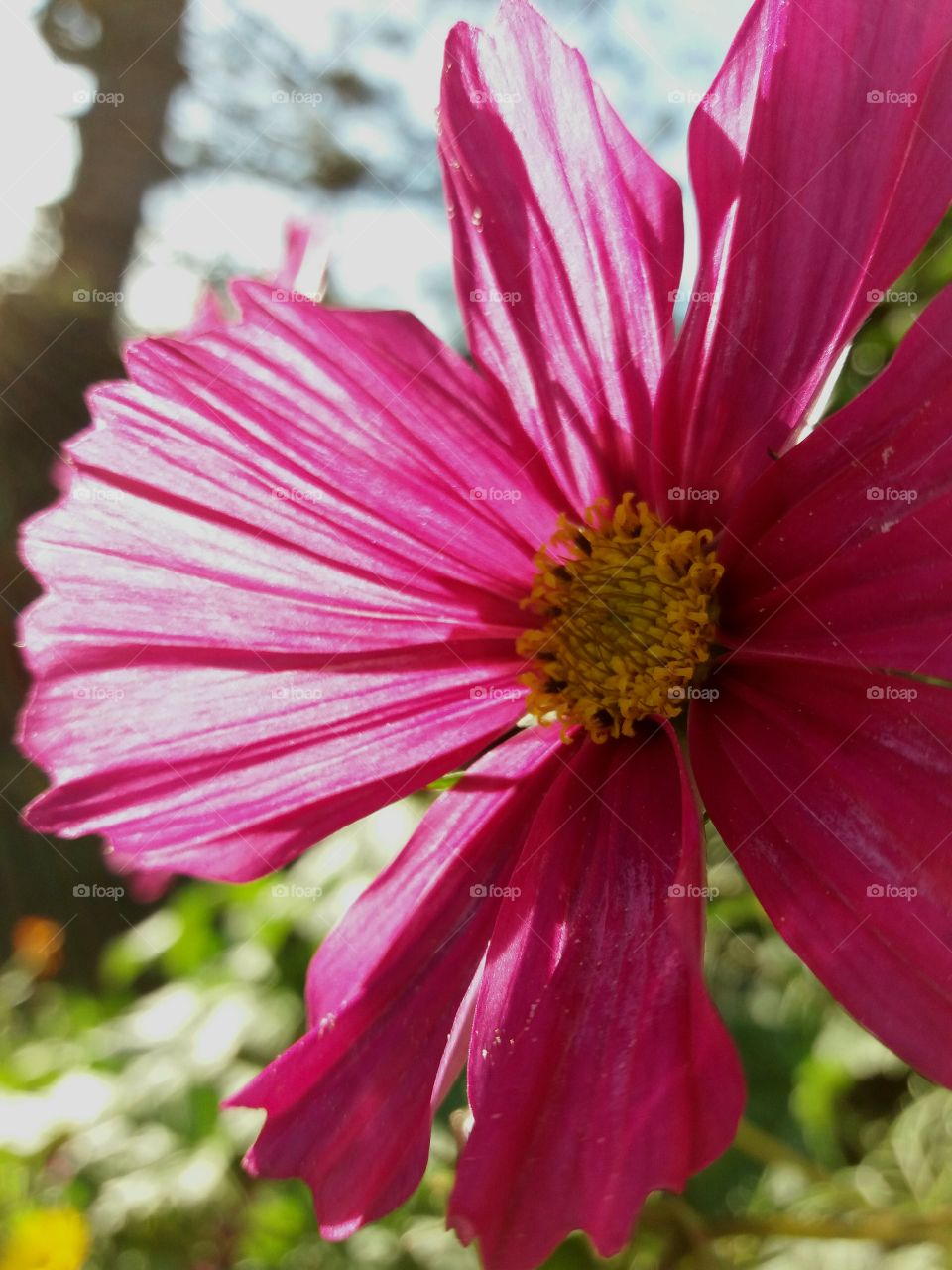 flower in late fall